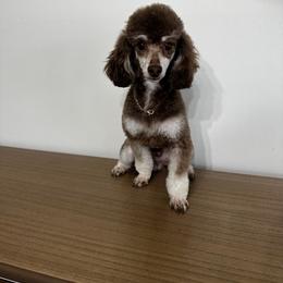 Drake - Phantom male Poodle puppy in Steele, Alabama from Mountaintop Paws