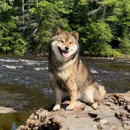 Wiley - Shiba Inu