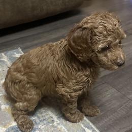 Poodle Puppies from Blessed Acres Miniature Poodles