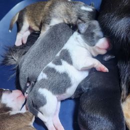 Bella - Blue and white female Chihuahua puppy in Gerald, Missouri from OutLaw Chihuahua's