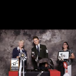 Harriet - Chinese Crested