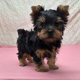 Dex - Blue and gold male Yorkshire Terrier puppy in Monticello, Iowa from Ashley’s Puppies