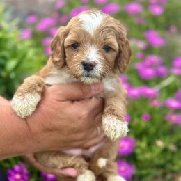 Rizzo - Red female Cavapoo puppy in Herriman, Utah from Shaggy Mountain Pups LLC