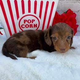 Ellen Mae - Dapple female Dachshund puppy in Colbert, Oklahoma from Brooke Crenshaw