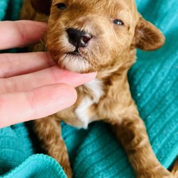 Poodle Puppies from Poodles of Tampa Bay