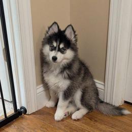Strati -Male- Blue eyes - Black and white male Pomsky puppy in Hurleyville, New York from My Crazy Pomskys