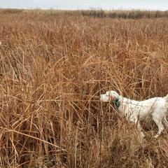 English Setters from Timberdoo Kennels