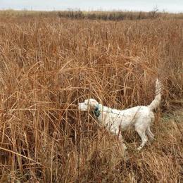 English Setters from Timberdoo Kennels