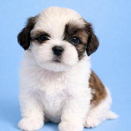 Karney - Tricolor male Shih Tzu puppy in Tallahassee, Florida from Bows and Bow Ties