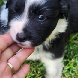 Cassatt - Gold female Border Collie puppy in Powder Springs, Georgia from Snowbird Border Collies