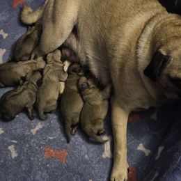 Fawn Boy 4 - Fawn male Pug puppy in Pinson, Alabama from Circus Pugs & Frenchies