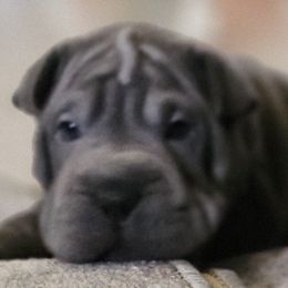 Chinese Shar-Pei puppies from Cashmerewrinkles