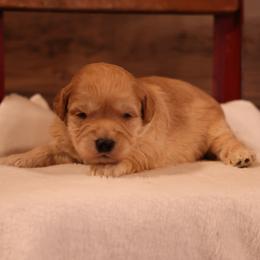 Kirk - Cream male Whoodle puppy in West Bend, Iowa from Blue Skies Terriers