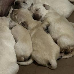 Boy 1 - Light golden male Golden Retriever puppy in Fallon, Nevada from B and K Goldens Llc.