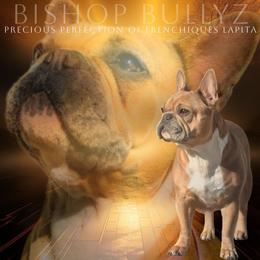 Pita - French Bulldog