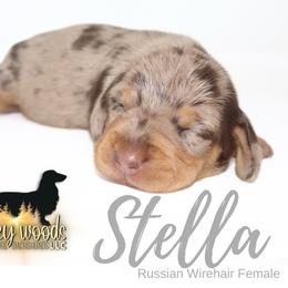Stella (Russian Wire) - Dapple female Dachshund puppy in Linden, Texas from Piney Woods Miniature Dachshunds LLC