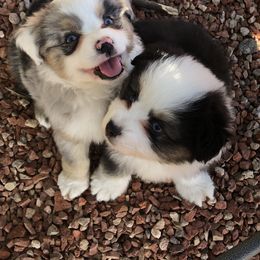 Miniature Australian Shepherd and Toy Australian Shepherd Puppies from Crooked Oak Aussies