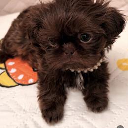 Kitara - Chocolate female Shih Tzu puppy in Orange, California from Shih Tzu Hauz