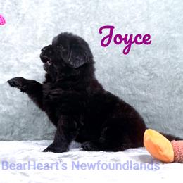 Joyce - Black female Newfoundland puppy in Cortez, Colorado from Bear Heart Newfoundlands, LLC