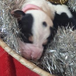 Snow Flake (Pink) - Black white and brown female Basset Hound puppy in Carbondale, Kansas from Dream Weavers Basset Hounds