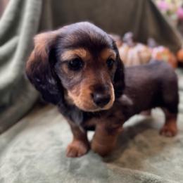 Male wild boar longhair - Wild boar male Dachshund puppy in Andalusia, Alabama from Sweet Home Alabama Dachshunds