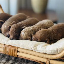 Cavalier King Charles Spaniels and Cavapoos from Adore Puppies
