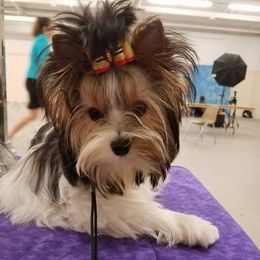 Biewer Terriers and Yorkshire Terriers from Donnas DiamondZ