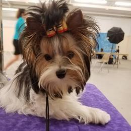 Biewer Terriers and Yorkshire Terriers from Donnas DiamondZ