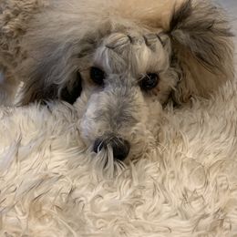 Poodle Puppies from Joy’s Logan Creek Poodles