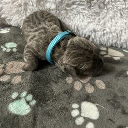 Pansy - Gray brindle male Cane Corso puppy in Elk Grove, California from DiamondBabyCorso