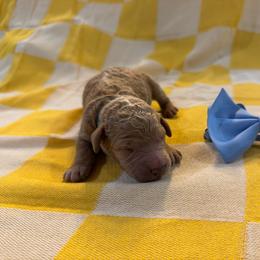 Magna - Apricot male Goldendoodle puppy in Camden, North Carolina from Oopsie Doodles of NC