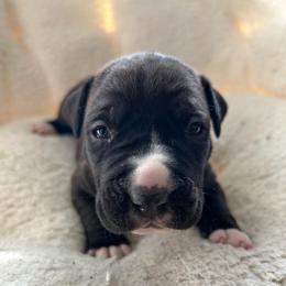 Luna - Seal brown female American Pit Bull Terrier puppy in Frederick, Maryland from •Wyngate Pits•