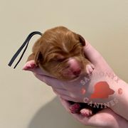 Sabbath - Red male Nova Scotia Duck Tolling Retriever puppy in Albany, New York from Sardonyx Canines