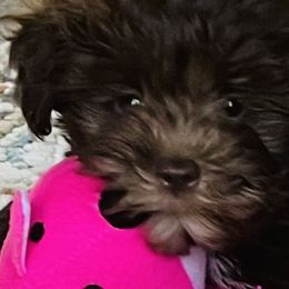 Bernedoodles, Cavapoos, Goldendoodles, Schnoodles, and Shihpoos from NC Doodle Puppies