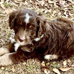 Australian Mountain Doodle Puppies from Sammi Sweet Doodles