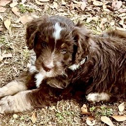 Australian Mountain Doodle Puppies from Sammi Sweet Doodles