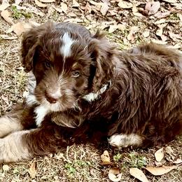 Australian Mountain Doodle Puppies from Sammi Sweet Doodles