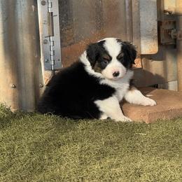 Girl 2 - Black tri female Miniature American Shepherd puppy in Cache, Oklahoma from Southern Charm Mini Aussies
