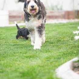 Bernedoodle and Goldendoodle Puppies from Sunnydoodle Utah