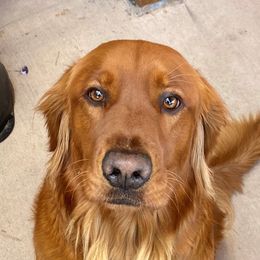 Golden Retrievers from Jerry's Golden Girls