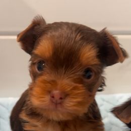 SCOOBY - Yorkshire Terrier puppy from Sunshine Parti Yorkies