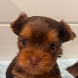 SCOOBY - Yorkshire Terrier puppy from Sunshine Parti Yorkies