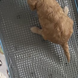 Australian Labradoodle and Double Doodle Puppies from Little Kingdom Doodles