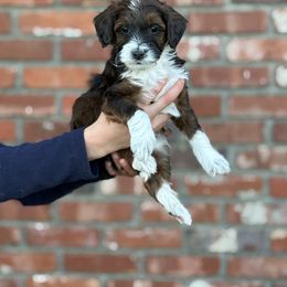 Cider - Sable male Bernedoodle puppy in Tulsa, Oklahoma from The Poodle Co. Raising Doodles & Poodles