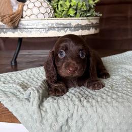 Preslee - Chocolate female Dachshund puppy in New Albany, Mississippi from Double A. Doxies