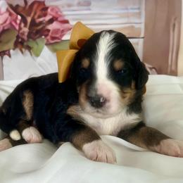 Gold Boy - Tri-color male Bernedoodle puppy in The Woodlands, Texas from Gracie's Goldendoodles and Bernedoodles of The Woodlands