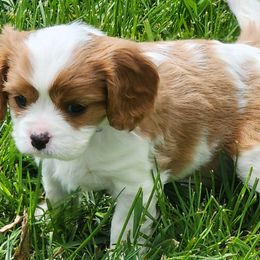 Bella - Blenheim Cavalier King Charles Spaniel puppy in Layton, Utah from Bill's Cavalier
