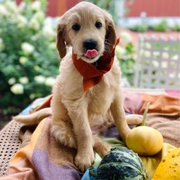 Wells- Green - Apricot male Goldendoodle puppy in Carlton, Minnesota from Lakeside Doodles MN