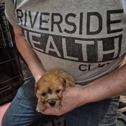 Bently - Black & tan male Maltipoo puppy in Everett, Washington from Meadows Ranch