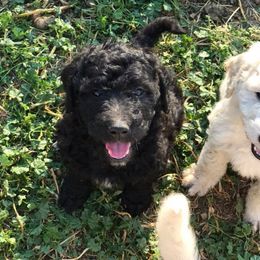 Goldendoodle and Poodle Puppies from 406 Poodles and Doodles